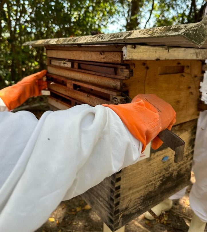 Beekeeper maintaining a red propolis beehive in Brazil.