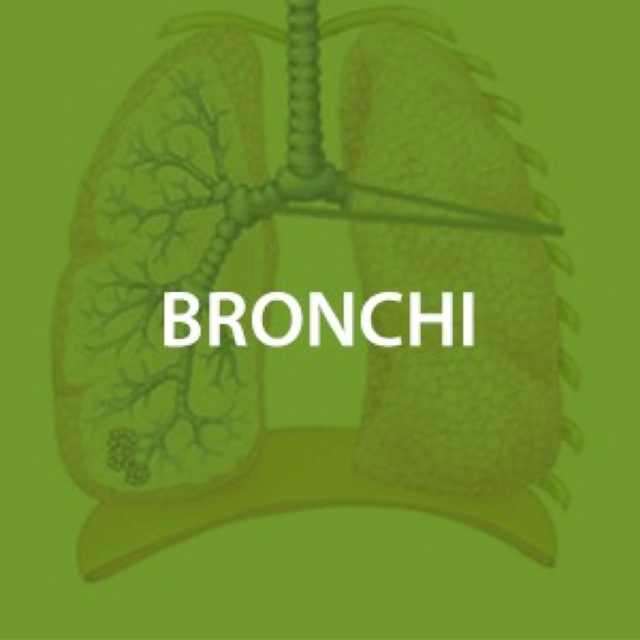 Bronchial Health*