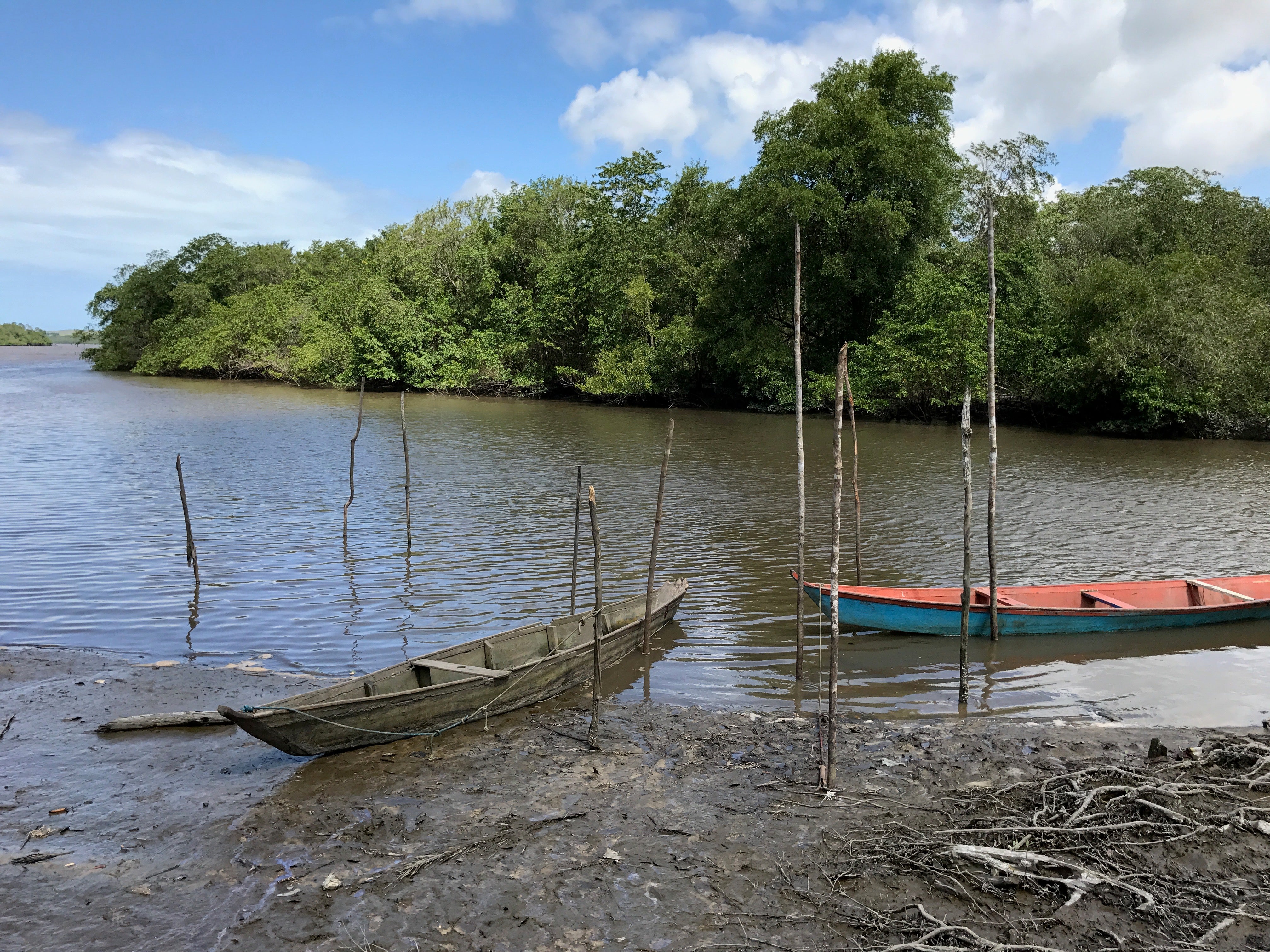 Alagoas_Mangrove.jpg