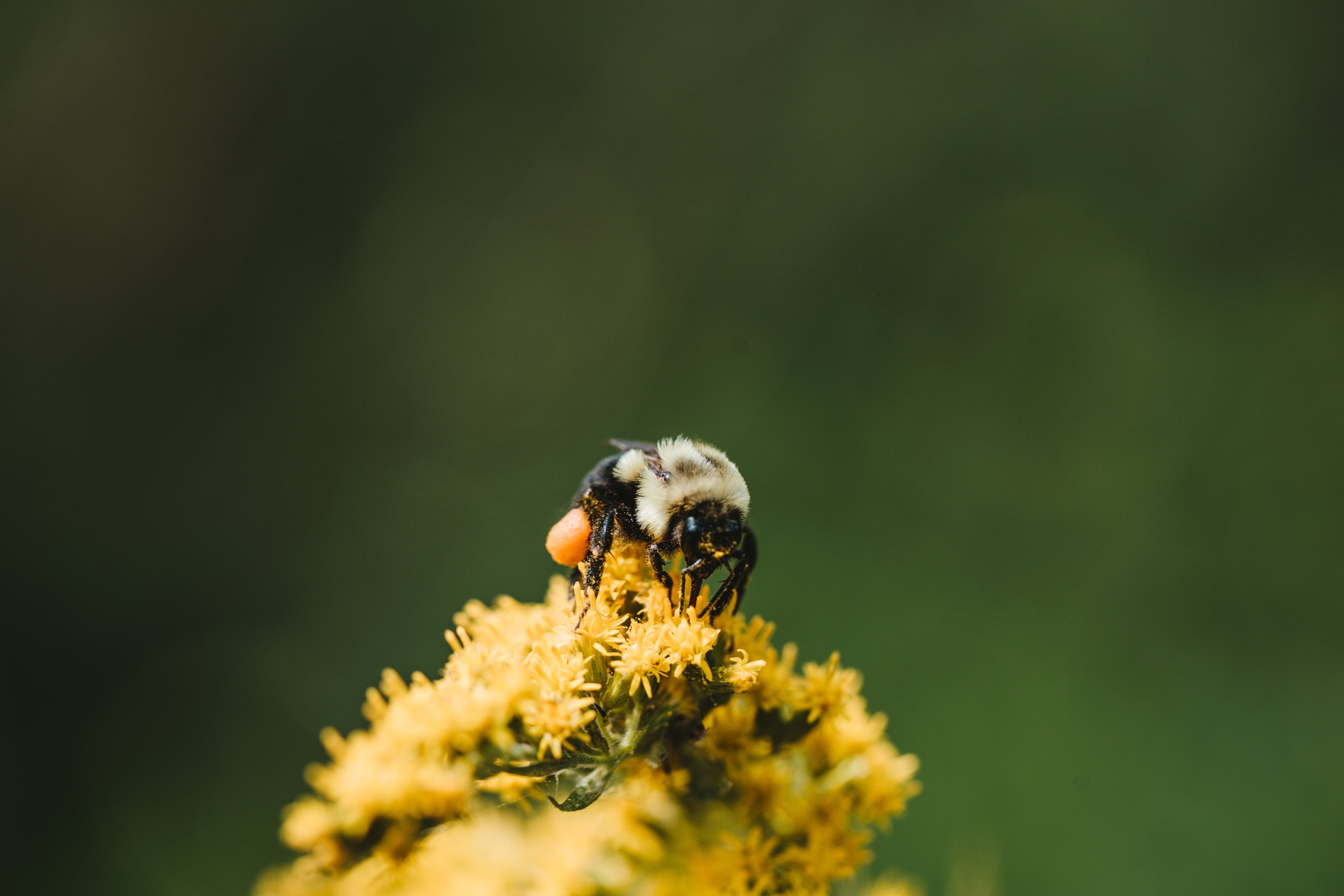 close-up-bee-on-top-of-yellow-flower.jpg