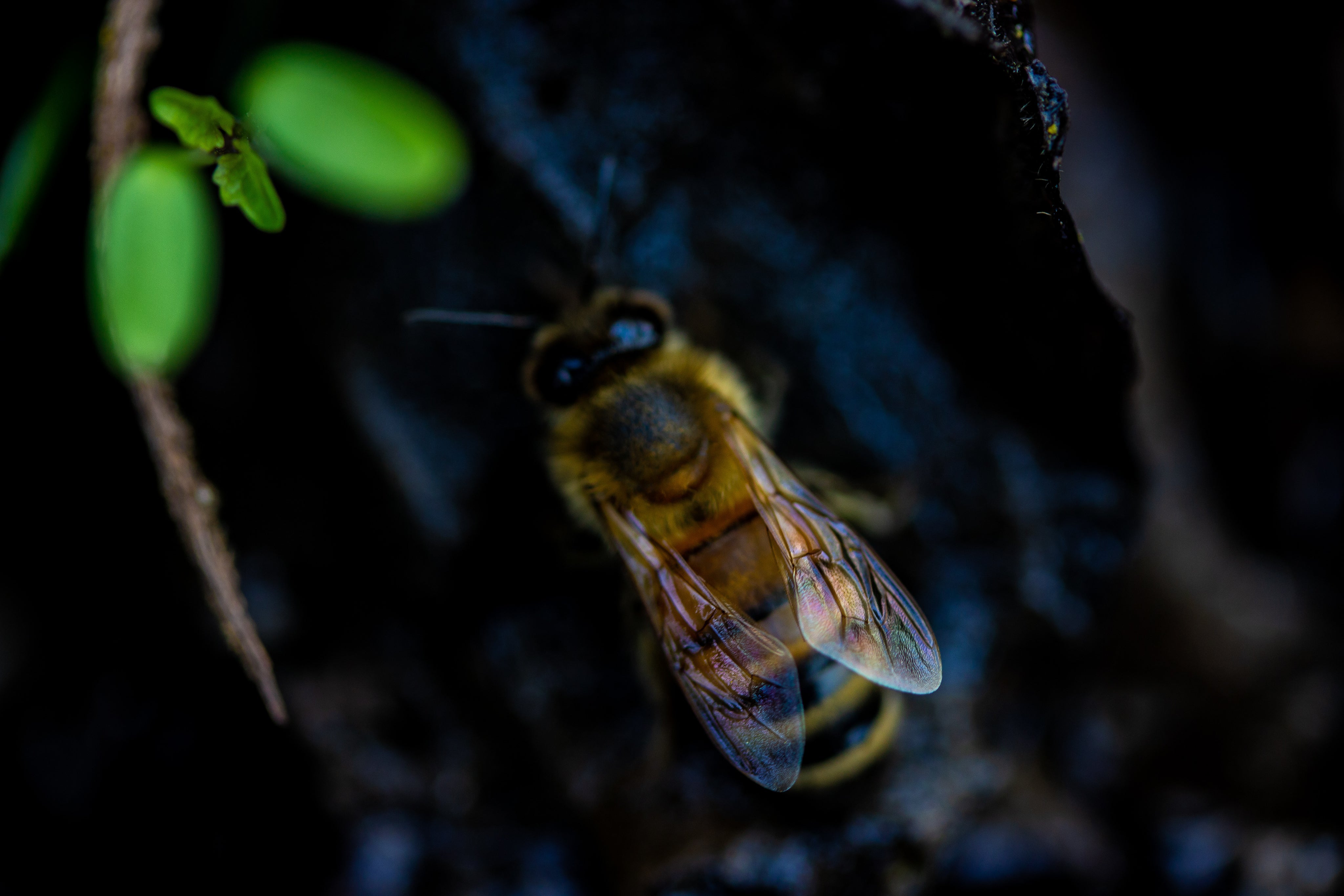 honey-bee-close-up.jpg