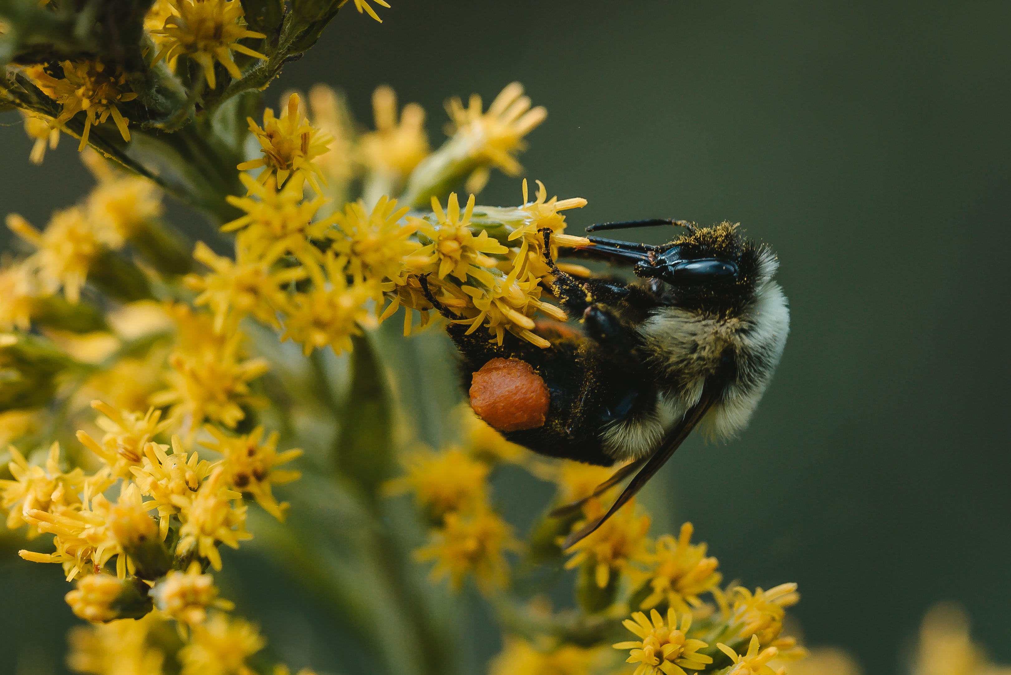 macro-bee-polinating-yellow.jpg