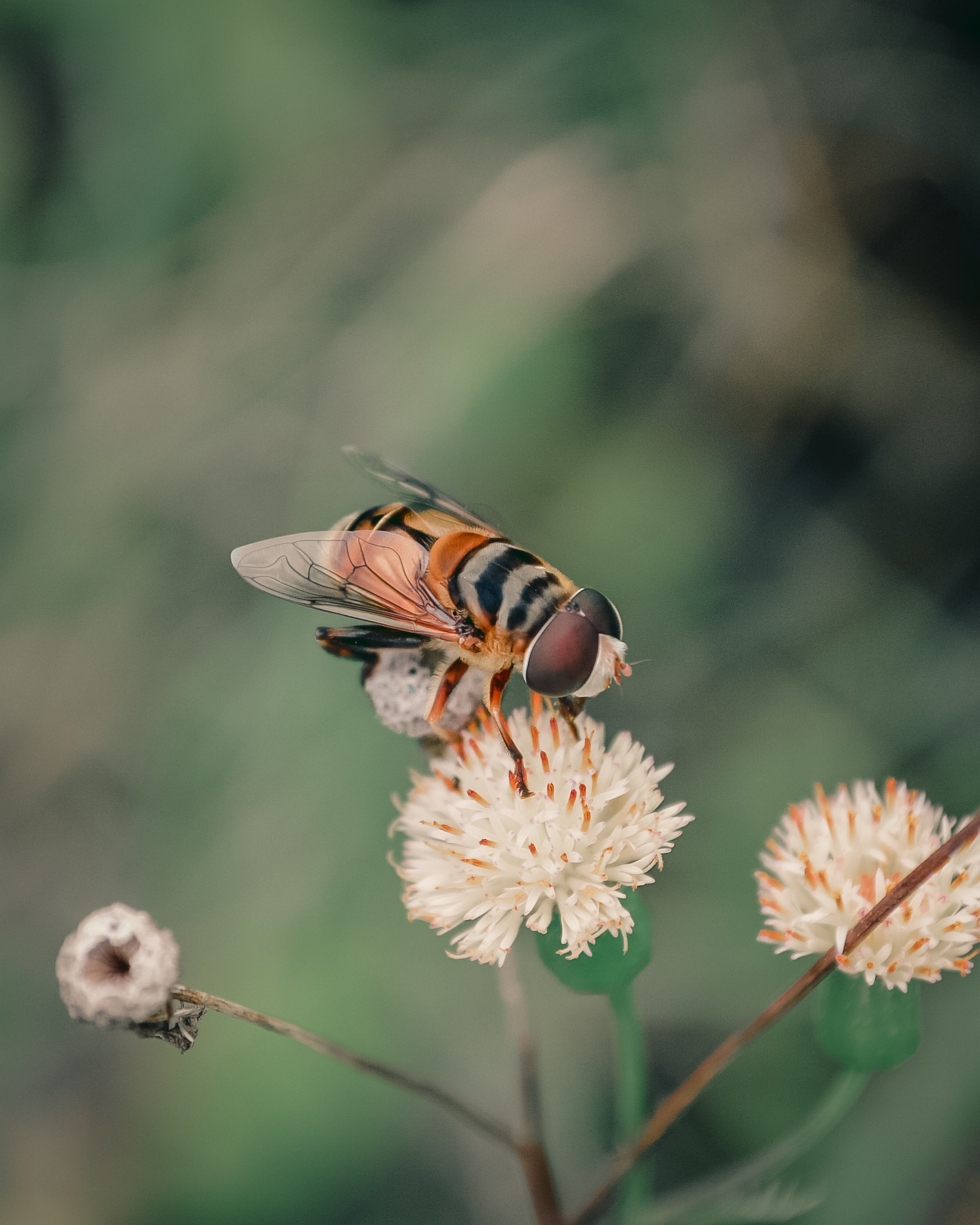 winged-insect-sits-on-top-of-a-small-white-flower.jpg