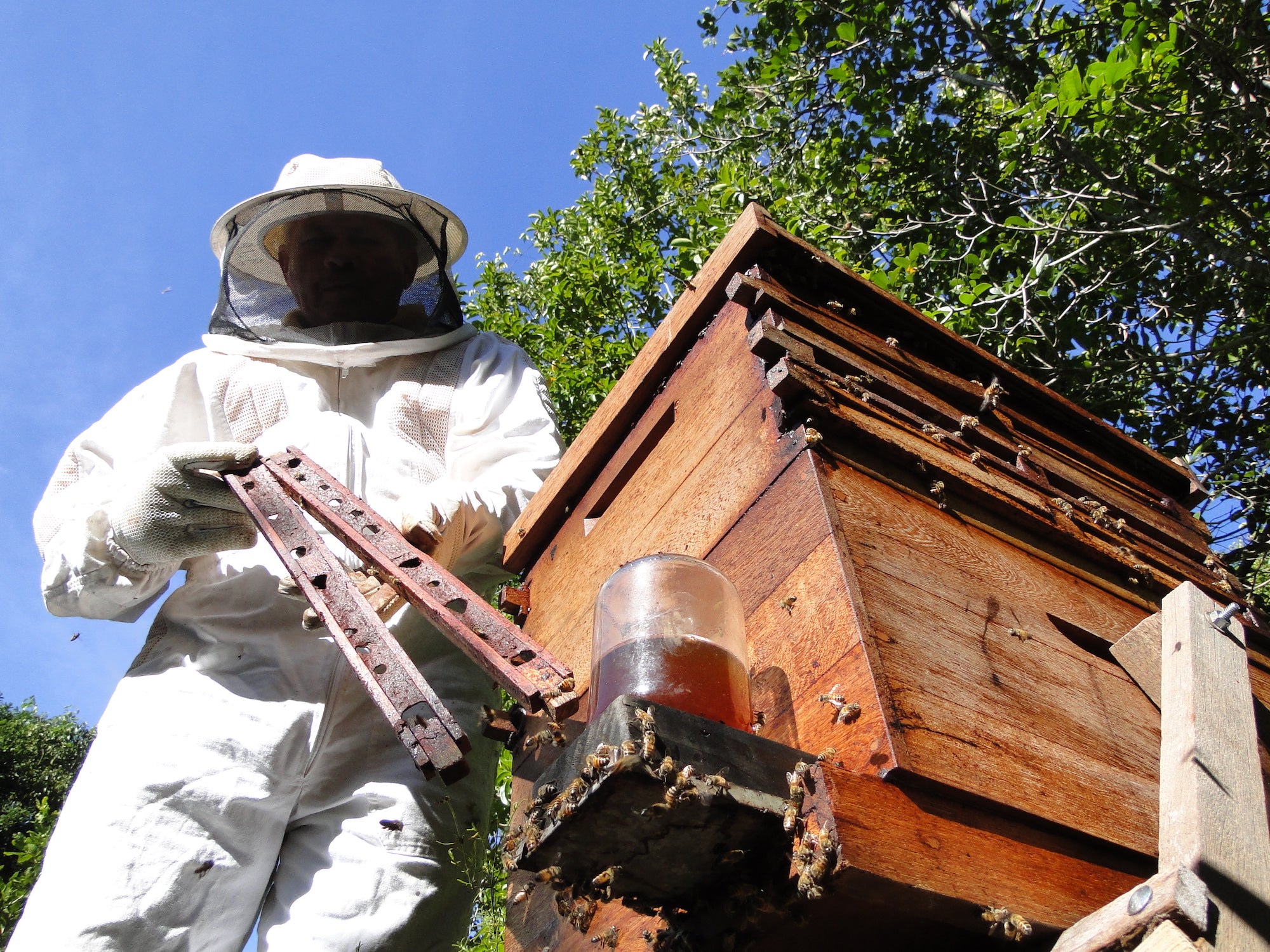 The Buzz on Bees