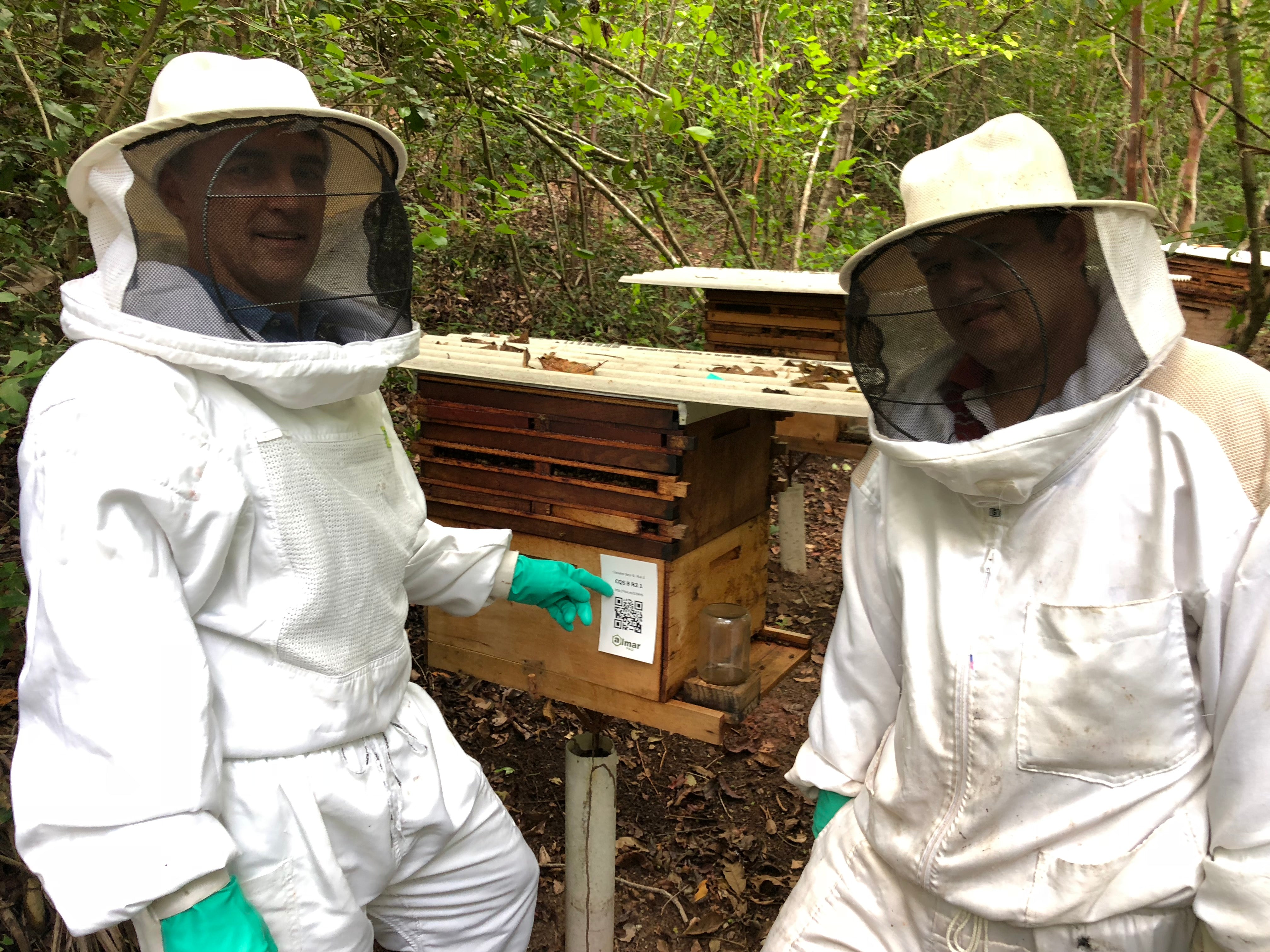 Sealing the Deal: How Propolis Keeps the Hive Healthy