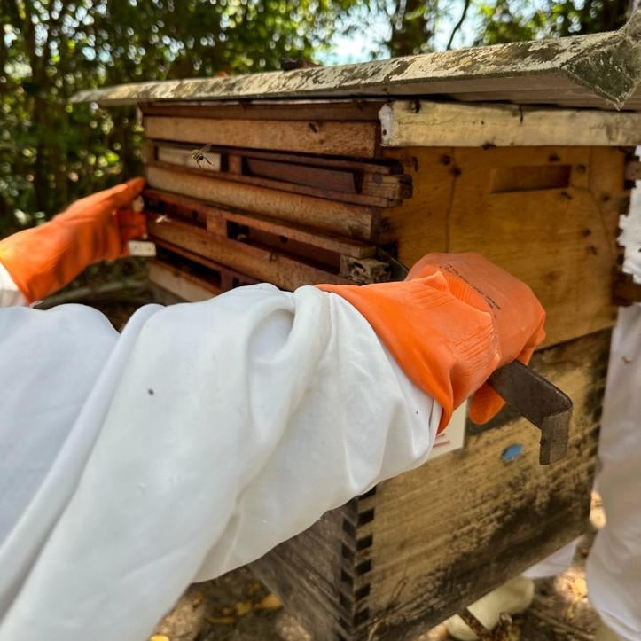 Beekeeper maintaining  a red propolis beehive in Brazil.