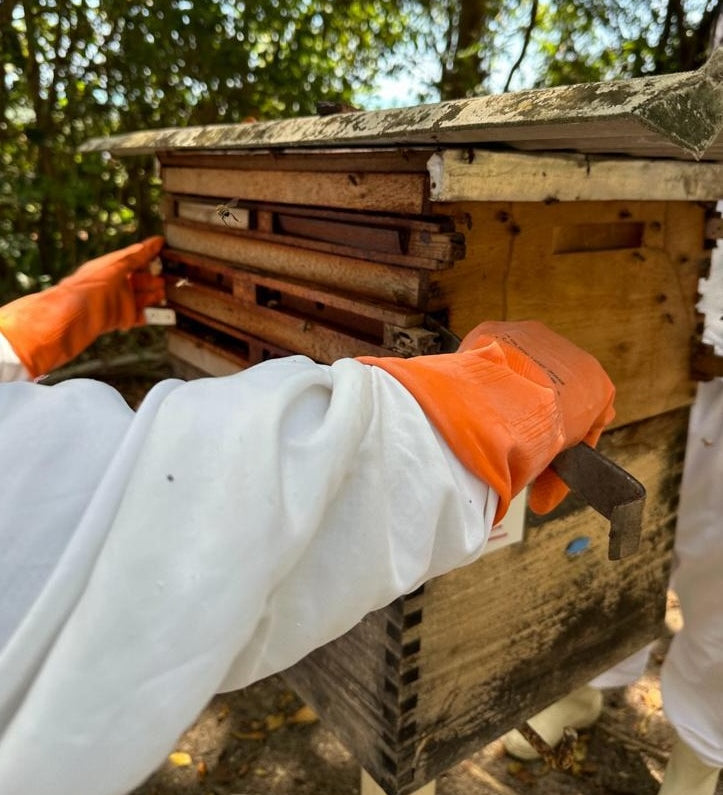 Beekeeper maintaining  a red propolis beehive in Brazil.