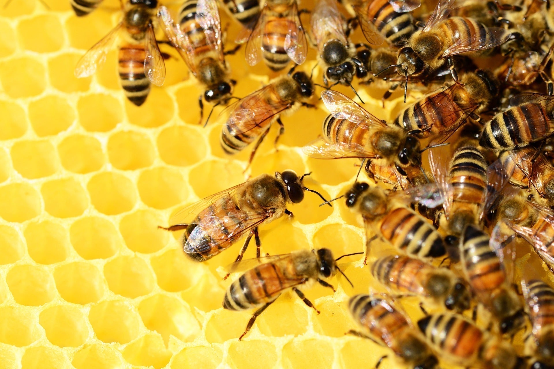 Bee Propolis: The Secret Architecture of the Hive
