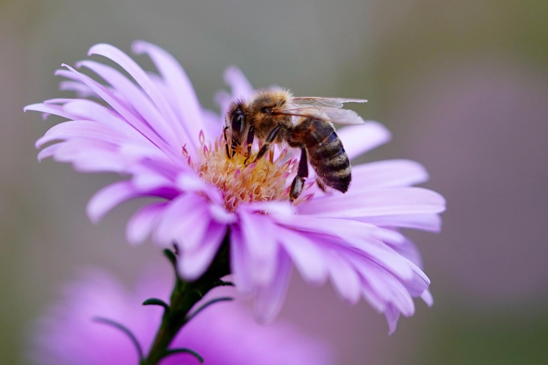 Propolis for Women: Nature’s Harmony in Everyday Balance