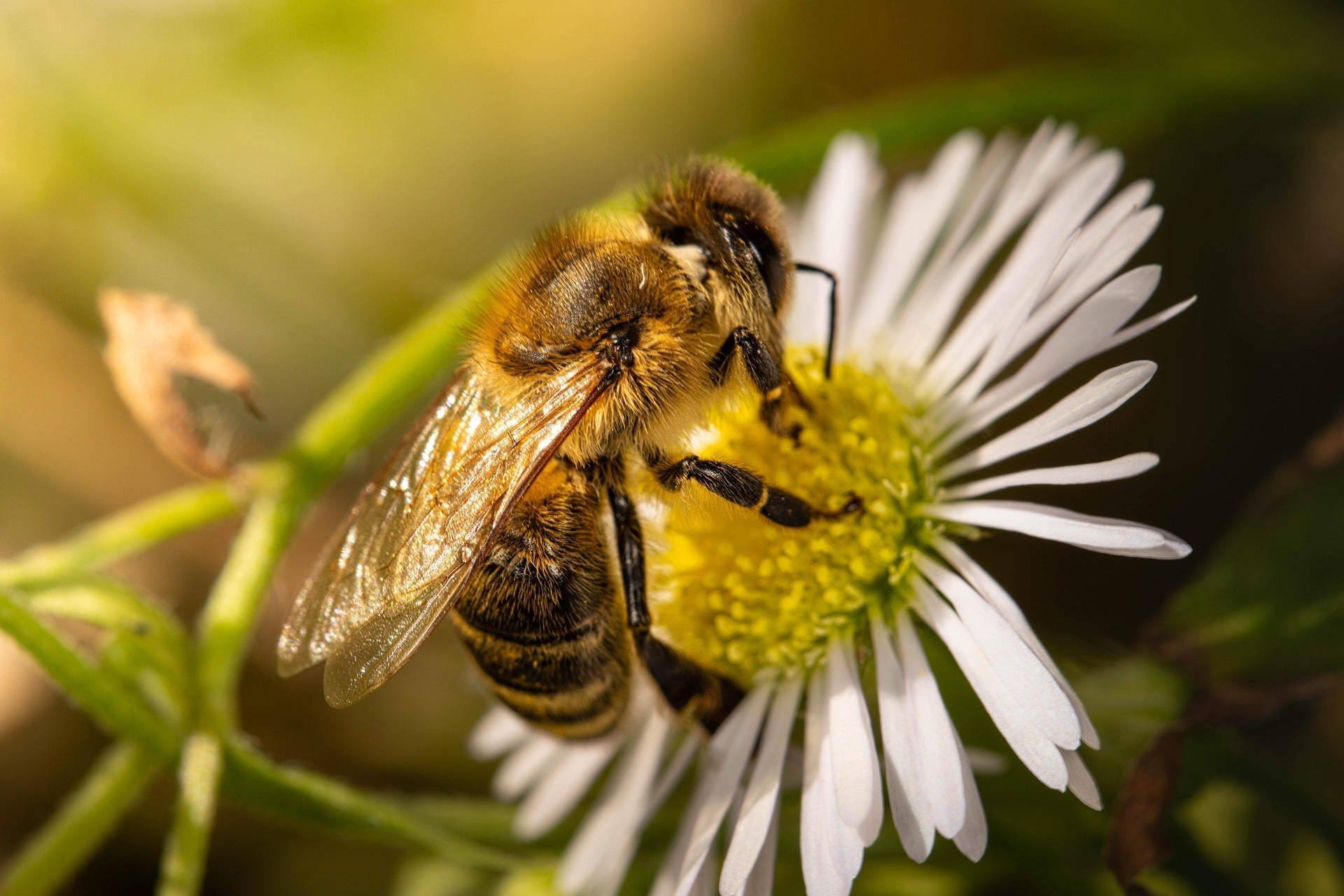 Brazilian Propolis: Nature’s Most Diverse and Remarkable Resin ...