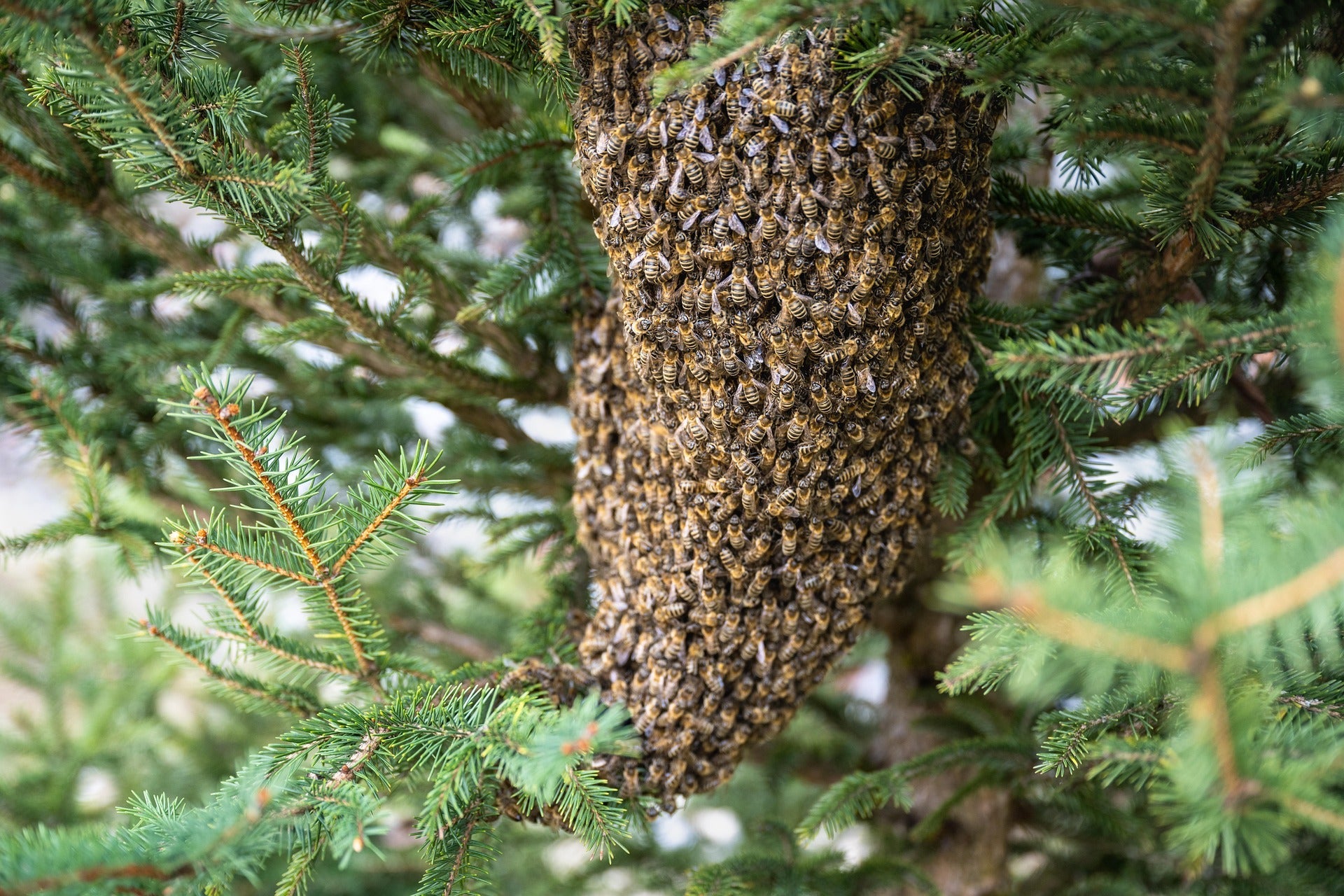 Propolis Uses: From Ancient Traditions to Modern Life