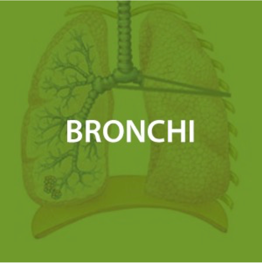 Bronchial Health*