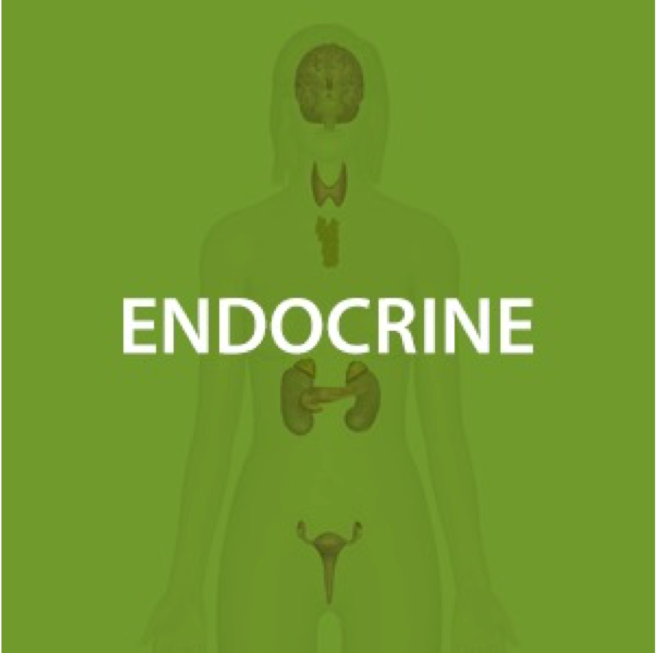 Endocrine Health*