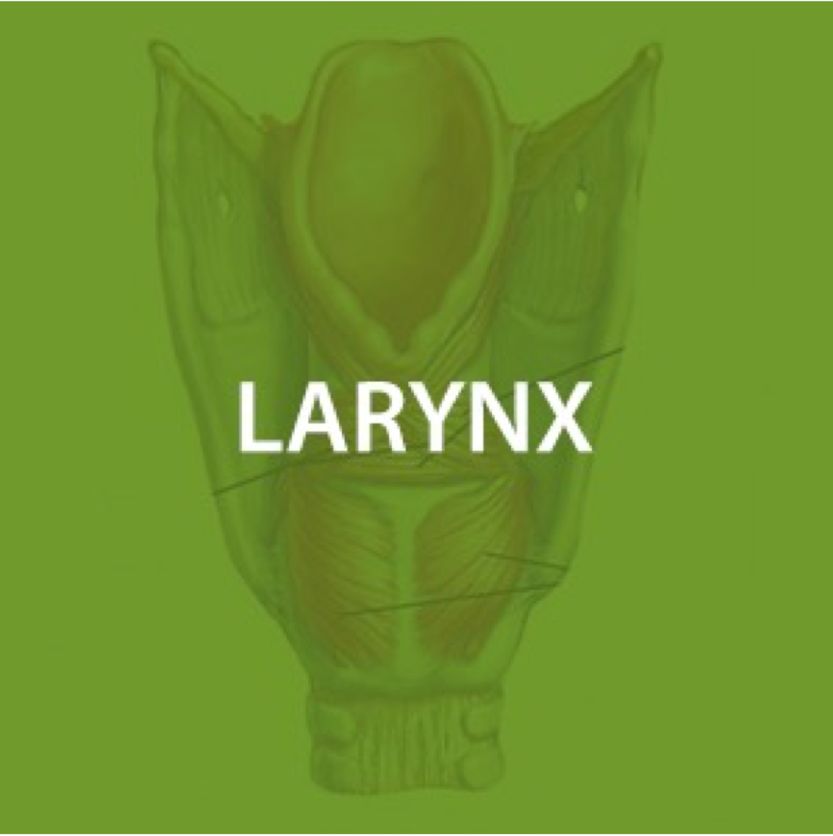Larynx Health*