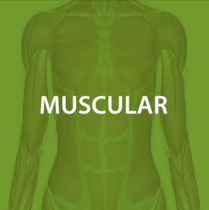 Muscular Health*