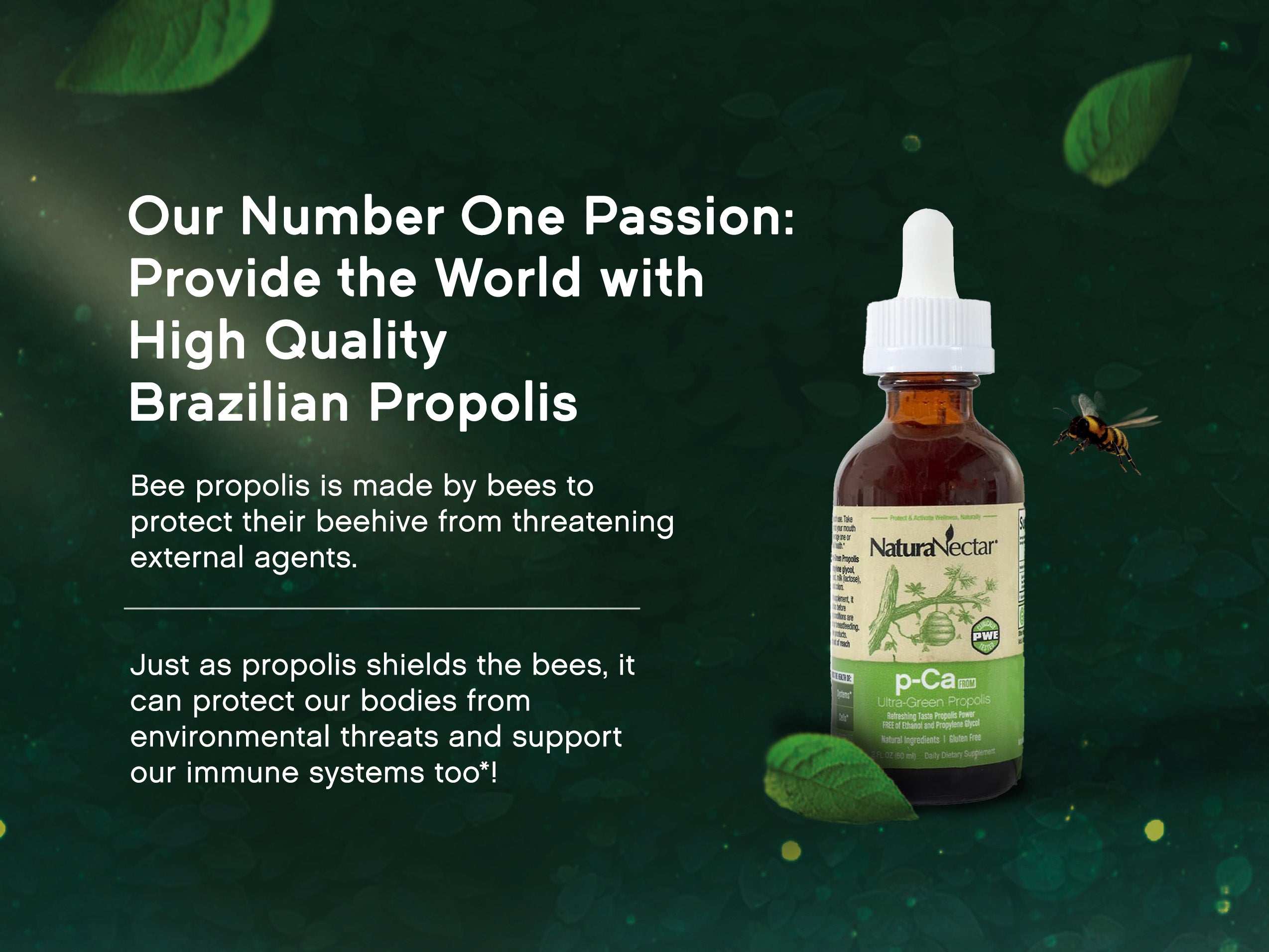 p-Ca FROM Ultra-Green Propolis, 60 mL | Drops of Brazilian Green Bee Propolis | FREE of Ethanol & Propylene Glycol | 2 Fl Oz Glass Bottle + Pipet